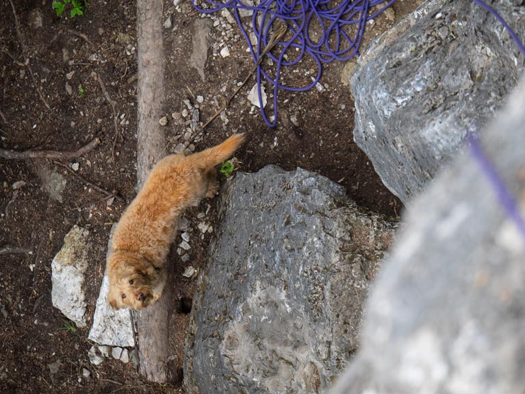 A Dog Looking Up a climber on a wall